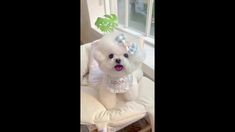 a small white dog sitting on top of a chair