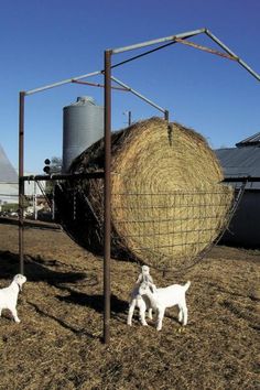 two white dogs standing next to a hay bale on top of a dry grass field