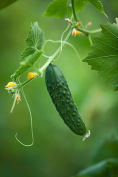 a cucumber hanging from a plant with green leaves