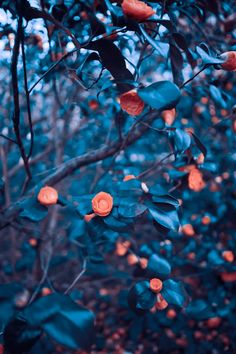 an orange flower on a tree branch in the evening sun with blue leaves and branches