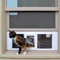 a cat is standing on the window sill