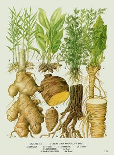 an illustration of various types of plants and roots