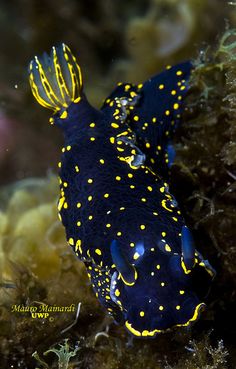 a black and yellow fish with yellow dots on it's body