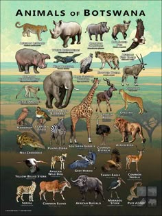 an illustrated poster showing different types of animals