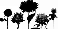 silhouettes of flowers against a white background