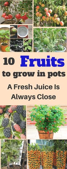 fruits to grow in pots, with the title overlay reads 10 fruits to grow in pots a fresh juice is always close