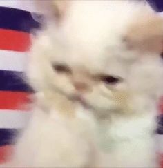 a blurry photo of a white cat in front of an american flag background with red, white and blue stripes