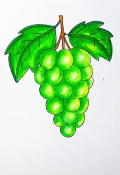 a drawing of green grapes hanging from a branch