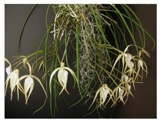 some white flowers and green leaves on a black background with text overlay that reads how to care for air plants