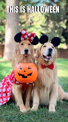 two dogs dressed up as mickey mouse and minnie mouse with pumpkin in front of them