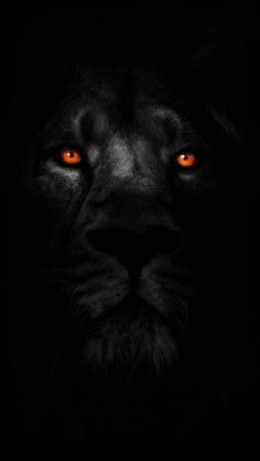 the face of a black lion with orange eyes in the dark night, looking straight ahead