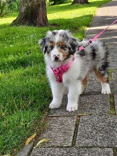 a small dog standing on top of a sidewalk next to a green grass covered park