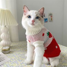 A Ragdoll-Siamese cat wearing a crochet sweater with strawberries and hearts on it. Cats In Sweaters, Cats In Clothes, Animal Clothes, Cats In Hats, Strawberry Heart, Gatto Carino, Heart Cat, Winter Suit, Cat Sweater