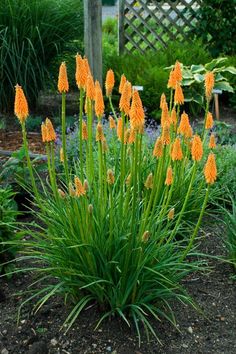 some orange flowers are growing in the garden