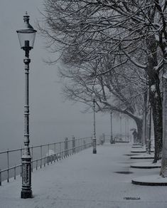 a street light sitting on the side of a snow covered road next to a tree