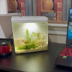 a laptop computer sitting on top of a desk next to a fish tank filled with plants