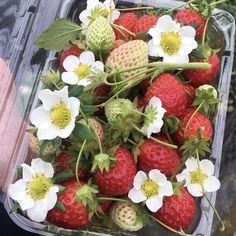 strawberries and white flowers in a plastic container