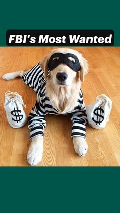 a dog dressed up as a thief with money bags on the floor next to him