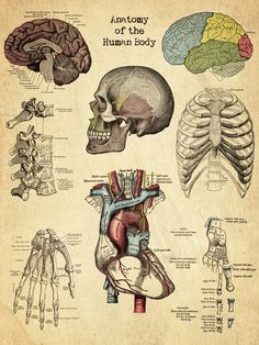 the human body and its major organs on an old parchment paper with skeleton, heart, brain