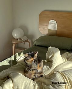 a cat sitting on top of a bed in a bedroom