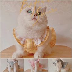 a white cat with blue eyes wearing a yellow and white checkered dress on top of a wooden table