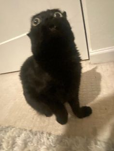 a black cat sitting in front of a door looking up at the camera with eyes wide open