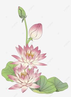 two pink water lilies with green leaves on a white background, flowers, illustration png and psd