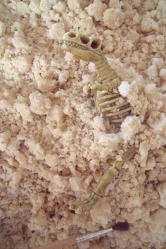 there is a small skeleton in the sand