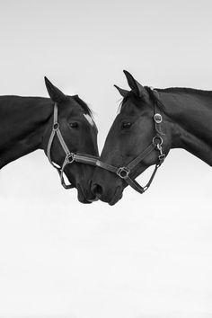 black and white photograph of two horses touching noses