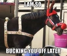 a black horse wearing a red hat and harness standing next to a white truck with the words i am so bucking you off later