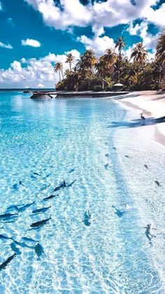 the water is crystal blue and has many fish swimming in it, while palm trees line the shore