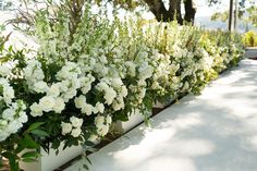 white flowers are lined up along the side of a wall with trees in the background