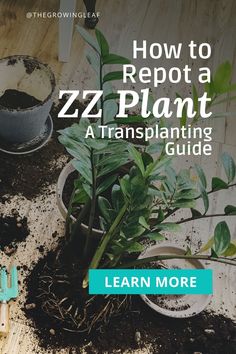 a potted plant sitting on top of a wooden floor next to dirt and gardening utensils