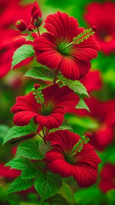 red flowers with green leaves in the foreground