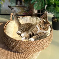 a cat laying in a basket on top of a table next to a potted plant