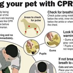 a poster explaining how to treat your pet with cbr