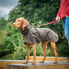 a brown dog wearing a gray coat on top of a wooden platform next to a person