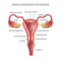 the female reproductional system is shown in this diagram