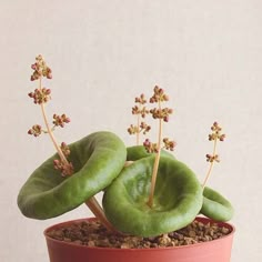 a potted plant with green leaves and flowers in it is featured on the page