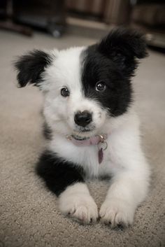 a black and white puppy is sitting on the floor looking at the camera while wearing a collar