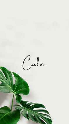 Calm written with a leaf at the bottom What To Plant In February, Leaves Wallpaper Iphone, Good Morning Posters, Start A Garden, Iphone Wallpaper Lights, Iphone Wallpaper Landscape, Beautiful Wallpaper For Phone