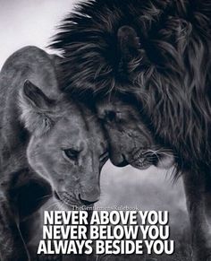 two lions facing each other with the caption never above you never below you always beside you