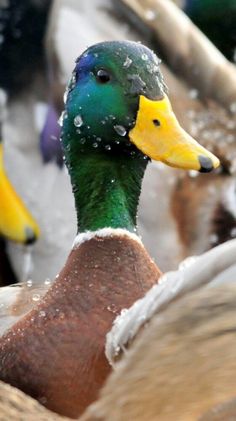 a close up of a duck with snow on it's head and another duck in the background