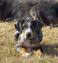 a dog laying in the grass next to another dog