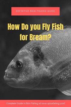 a fish with the title how do you fly fish for dream?