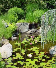 a pond filled with lots of water lilies next to rocks and plants on top of it