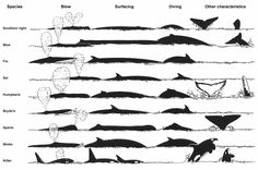 the different types of whales and other marine animals are shown in this black and white drawing