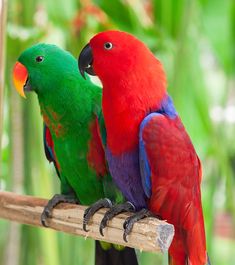 two colorful birds sitting on top of a wooden branch