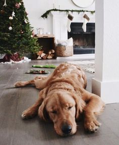 a large brown dog laying on top of a wooden floor next to a christmas tree