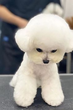 22 Bichon Frise Haircut Styles You’ll Adore - Pawesomeverse Bichon Frise Haircut Styles, Creative Haircuts, Bichon Frise Puppy, Puppy Cut, Bichon Frise Dogs, Cuddly Teddy Bear, Bear Photos, Facts Funny, Puppy Names